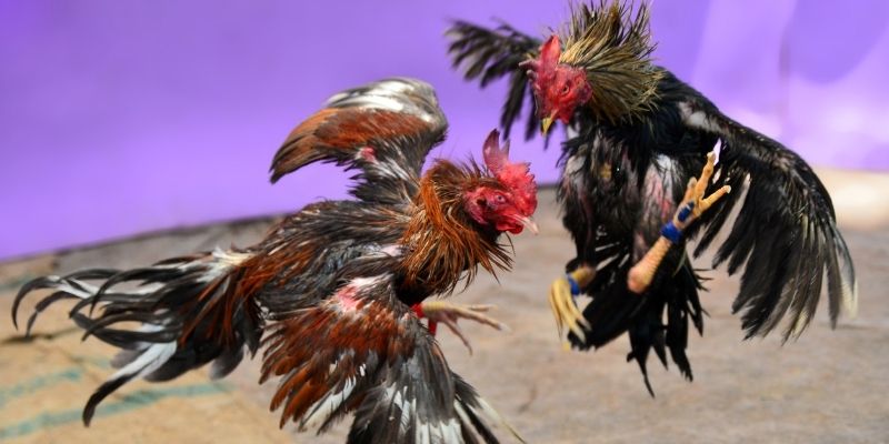 luck 8 KM Game Bài 3d