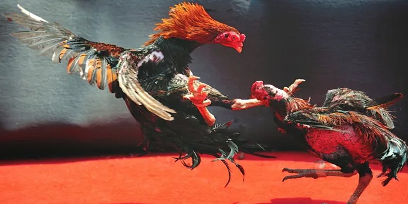 luck 8 bắn cá h5 chơi ngay