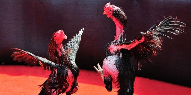 luck 8 thị trường baccarat là gì