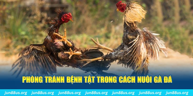 luck 8 đăng nhập phỏm online